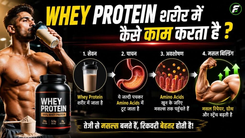 Whey Protein शरीर में कैसे काम करता है?